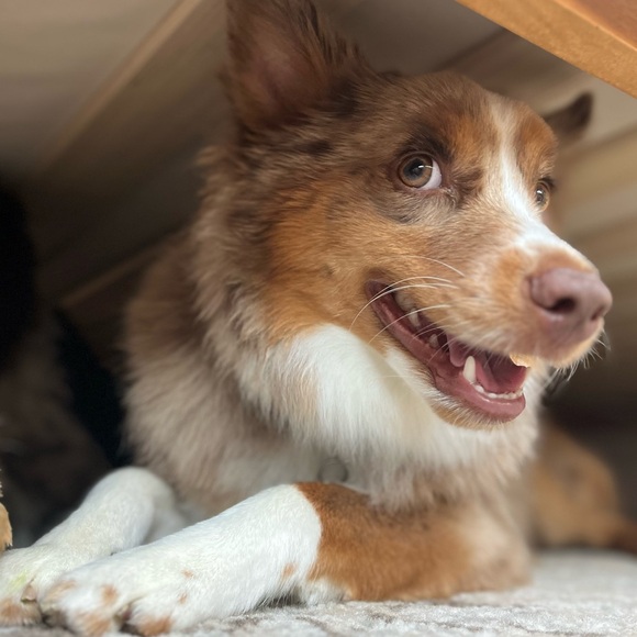 Meet your Posher, Yesi - Picture 9 of 9